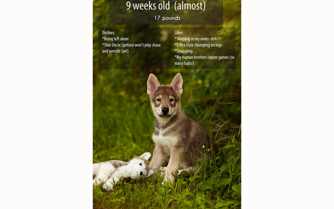 Dreki – 9 week old Tamaskan Puppy Update